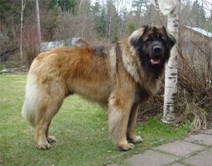 Леонбергер