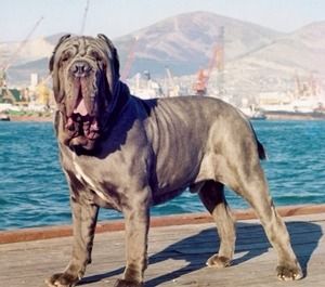 Неаполитанский мастиф