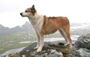 Лундехунд