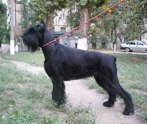 Ризеншнауцер, фото 2
