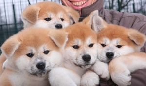 Акита-ину, фото 3