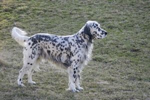 Английский сеттер, фото 3