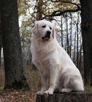 Словацкий чувач, фото 3